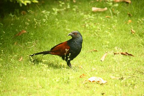 Birds in Goa - Download Goa Photos